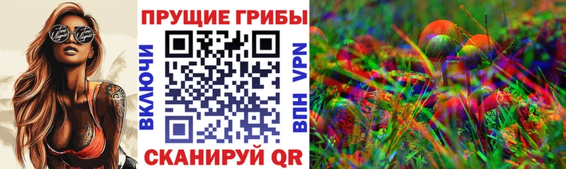 закладка  Муром  Псилоцибиновые грибы Psilocybine cubensis 